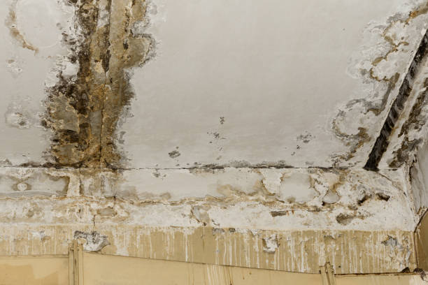 Best Commercial Mold Inspection  in Interlachen, FL