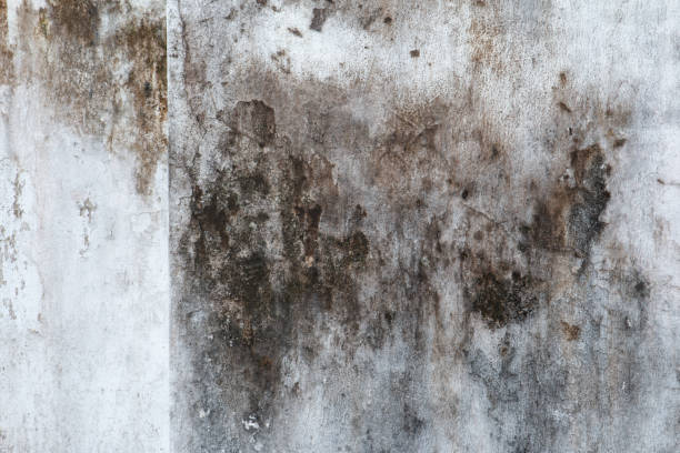 Best Comprehensive Air Testing for Mold Contaminants  in Interlachen, FL